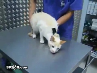 Как деактивировать кота или кошку? Как деактивировать кота или кошку?